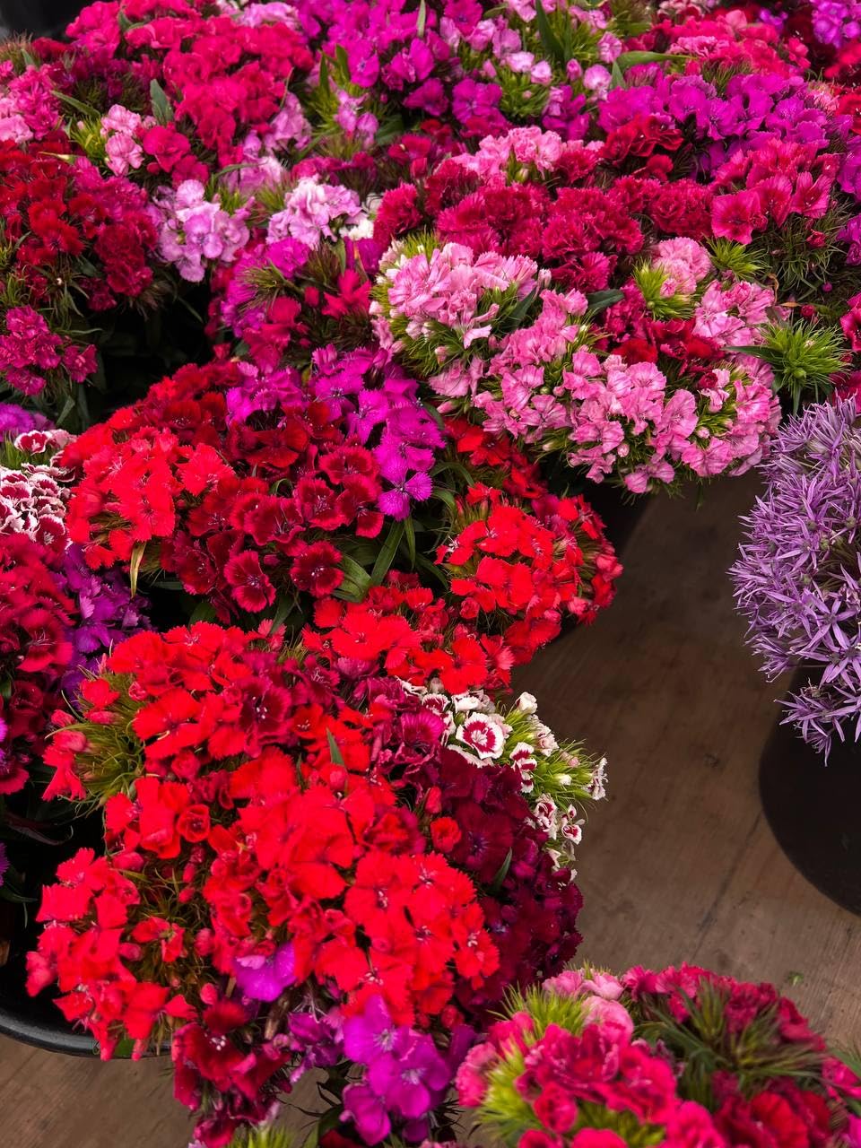 Sweet William Hardy Perennial Flower Seeds Variety Mixed Pack, 2,000-100,000 Seeds (100000 (100g))