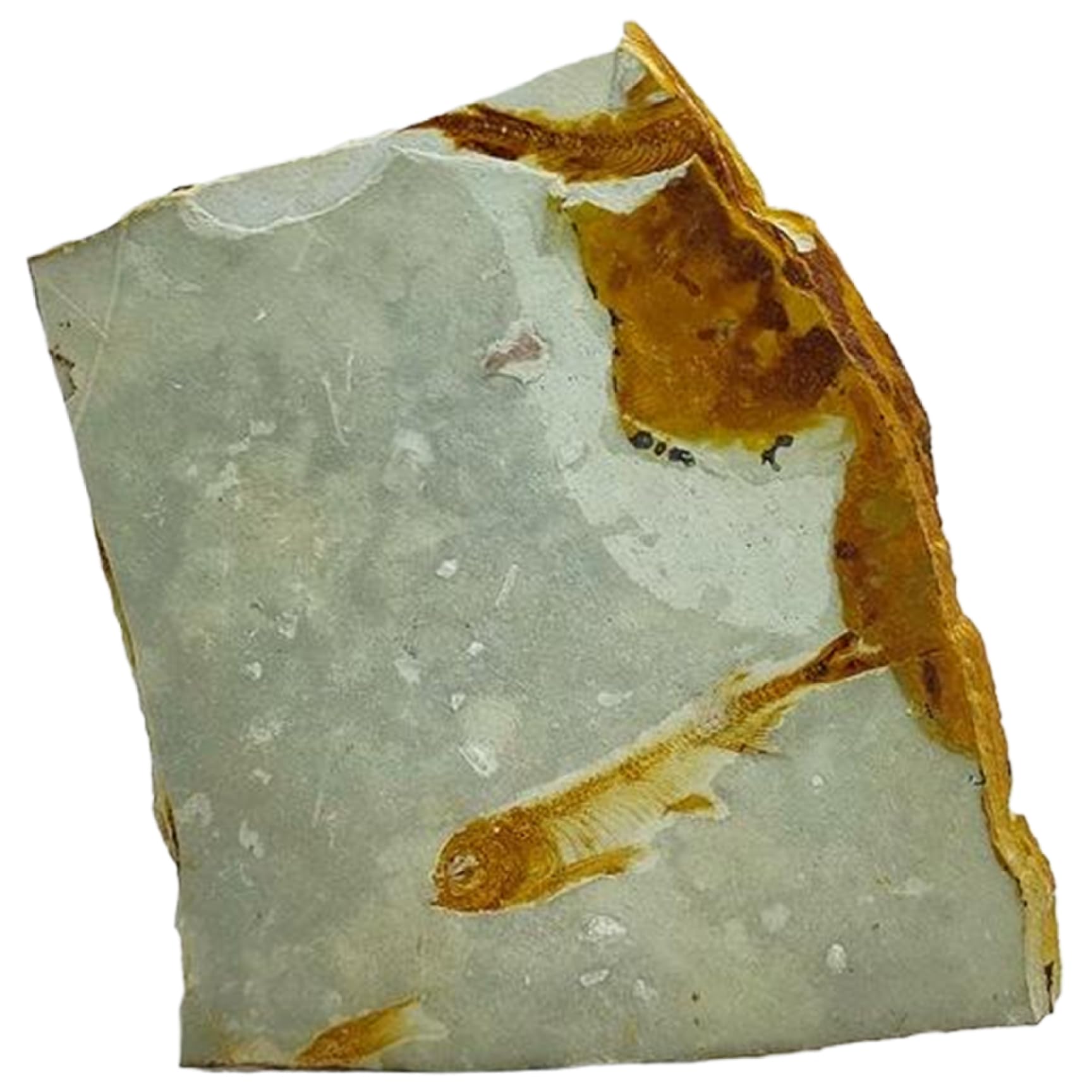 Fossils Real Fossil Stone, Faux Fish Fossils Real Rock Chinese Wolffin Fish Fossil Specimen Stone Ornaments for Basic Paleontology Biological Science Education Supply (Stand Not Included)