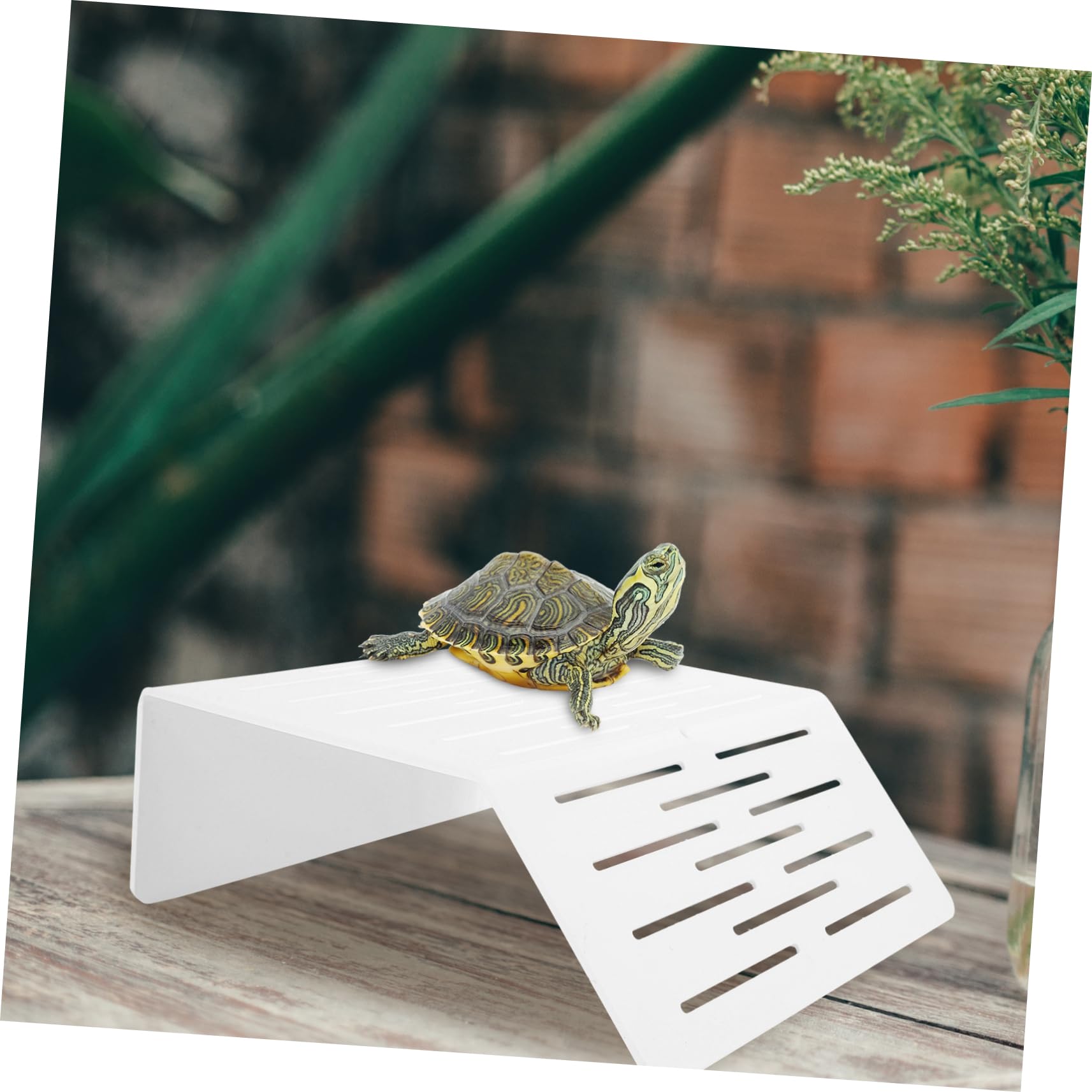 爬虫類 リクガメ 亀 魚 熱帯魚水槽 ビオトープ 60cm 蛍光灯付き 爬虫類 リクガメ 亀 魚 熱帯魚水槽 ビオトープ 60cm 蛍光灯付き