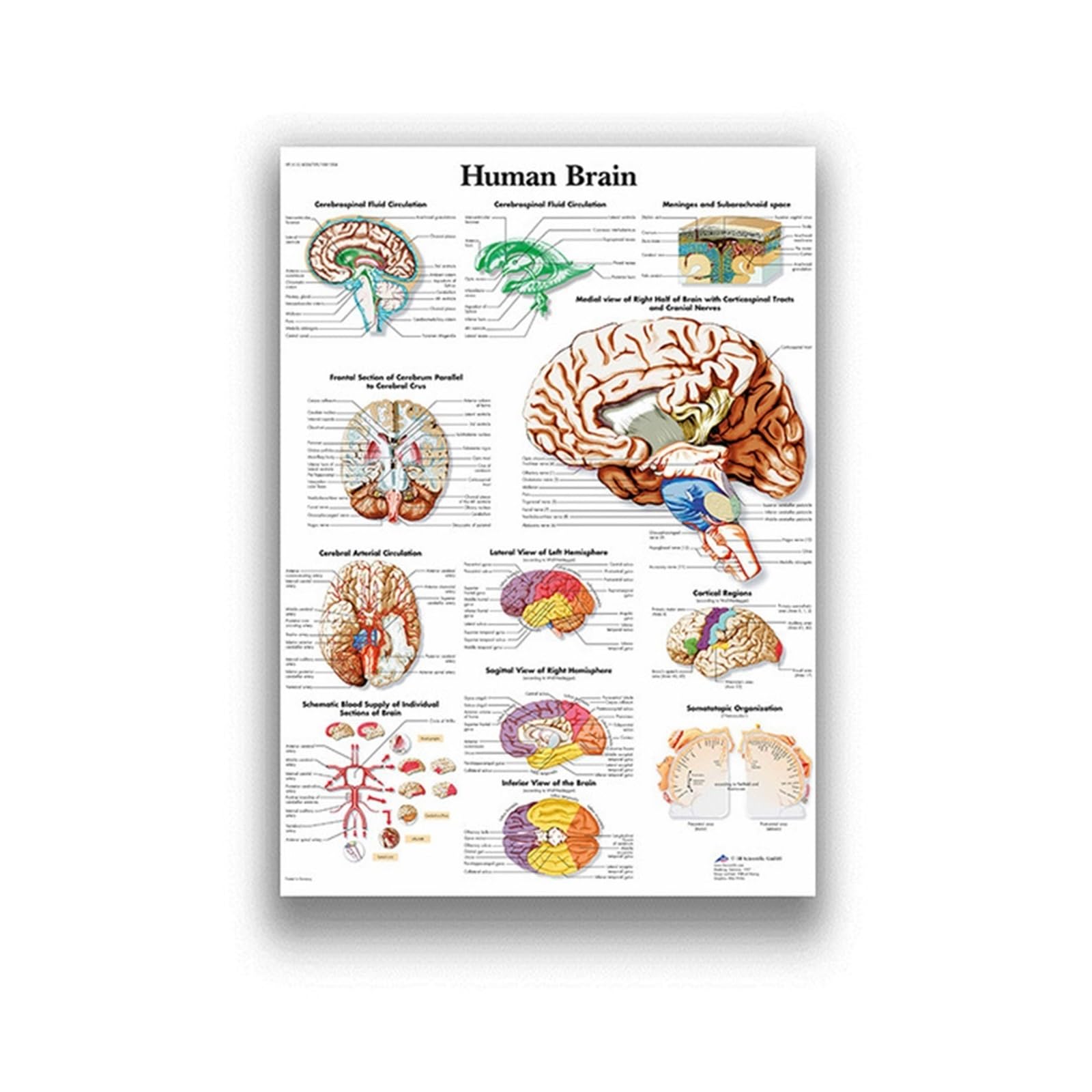 Anatomia człowieka System mięśni Art Canvas Painting, Body Picture and Poster Decoration Medycyna rodzinna Edukacja, bezramowe(14,80X120cm Unframed)
