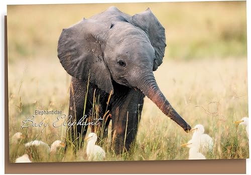 Tree-Free Greetings EcoNotes - Juego de 12 tarjetas de notas de elefante bebé para todas las ocasiones con sobres, 4 x 6 pulgadas (FS66955)