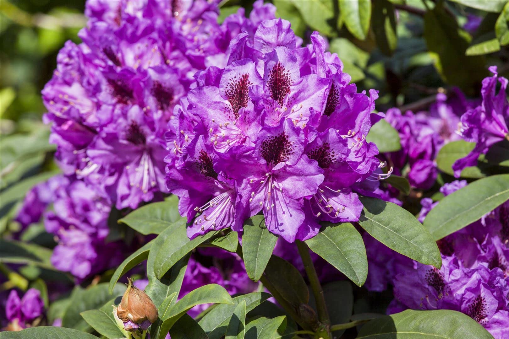 Rhododendron Hybride 'Blue Peter' 40-50 cm  Winterhart, Immergrn,  Mehrjhrig  Rhododendron  Zierstrauch fr Garten & Kbel : Amazon.de:  Garten