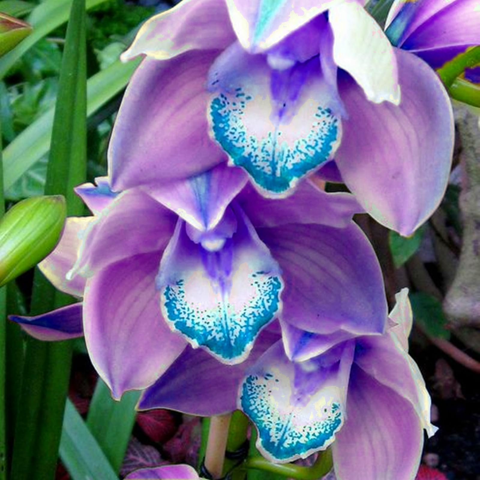 Radiant Cymbidium Orchid Bulbs – Jumbo Blooms for Holiday Displays – Easy-Grow Indoor Flowers, Perfect Decor-15 Bulbs-D