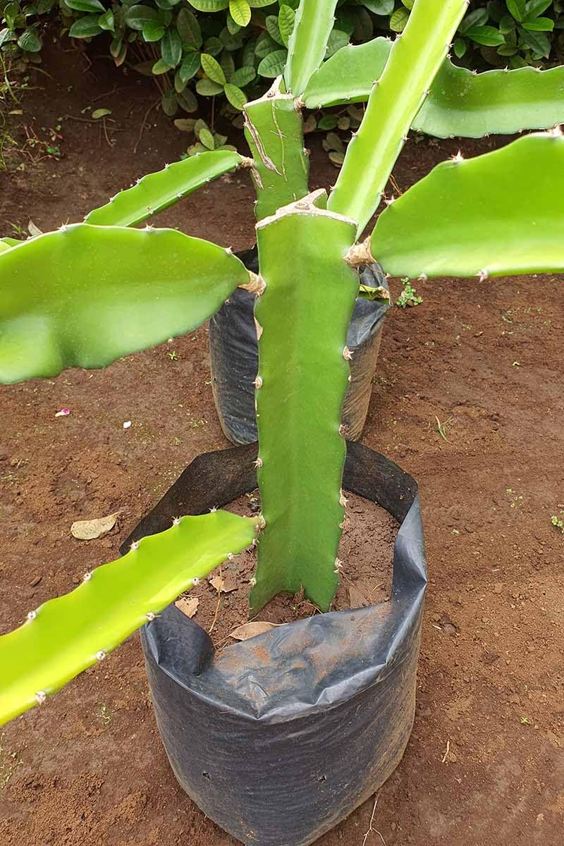 See full amazon price history chart for Delorea Dragon fruit plant live for balcony garden plant grafted pack of 1 Delorea Dragon fruit plant live for balcony garden plant grafted pack of 1 (B0DHD8G7VR) Amazon Price History, Amazon Price Tracker