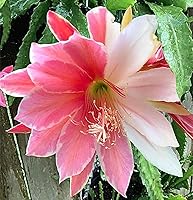 Vista 12 de Epiphyllum Orchird Cactus (Super Rare Clarity Abraxas)