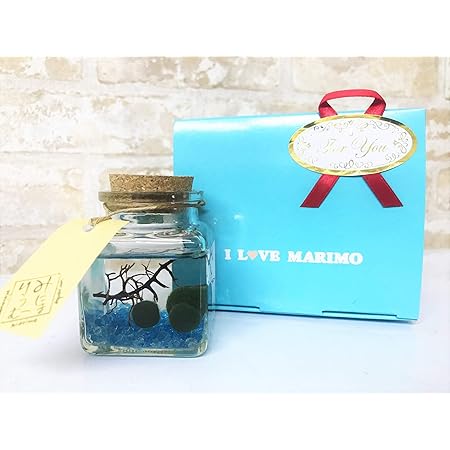 Amazon 北海道産 養殖まりも 2個入り 選べる４色ミニボトル入り マリモ Marimo アクアリウム 瓶 飼育 かわいい お土産 癒し ペット インテリア 育成 緑 不思議 希少 藻 プレゼント 神秘的 植物 ゴールド ｂ ｂｌｕｅ ｈａｎｄｓ 生体水草 通販