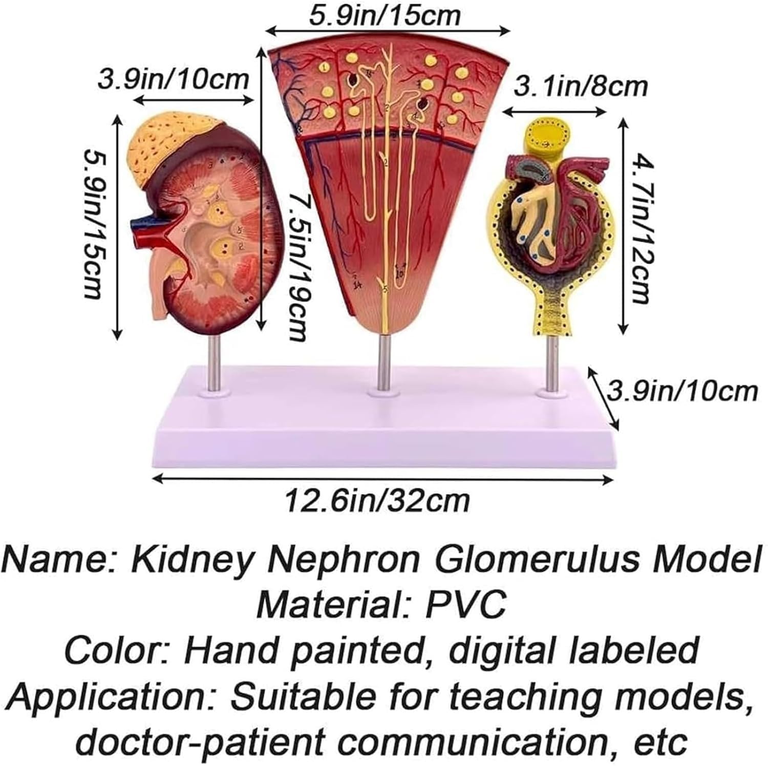 Kostka anatomiczna człowieka Model nerki, Anatomiczny model nerki Kłębuszkowy układ moczowy nefronu Model anatomiczny do ozdoby laboratorium szkolnego