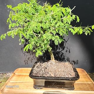 Brazilian RAINTREE Bonsai Tree for Your Indoor Locations
