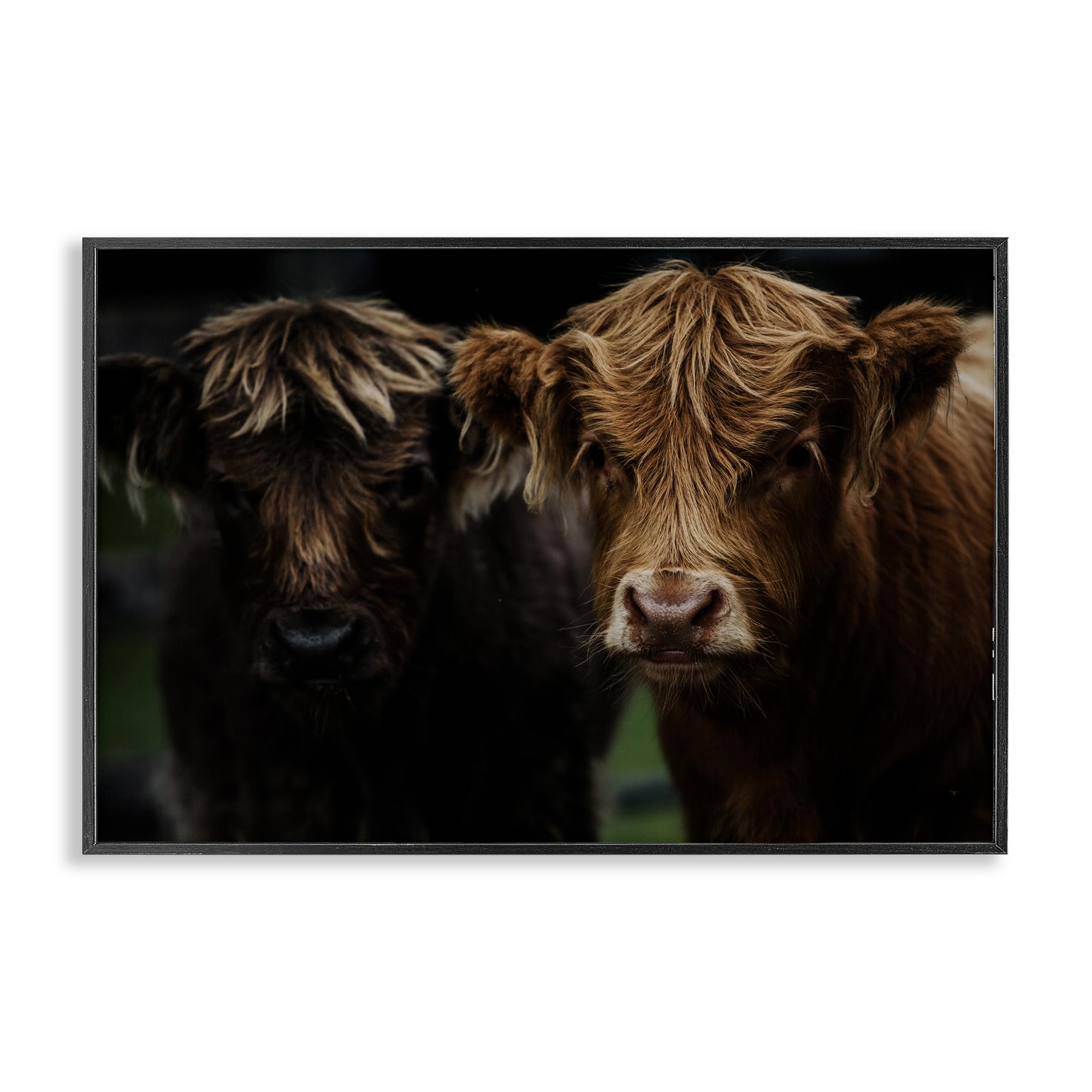 Stupell Industries Cow Faces Highland Pair Black Framed Giclee Art, design by Amy Carroll, 20 x 30