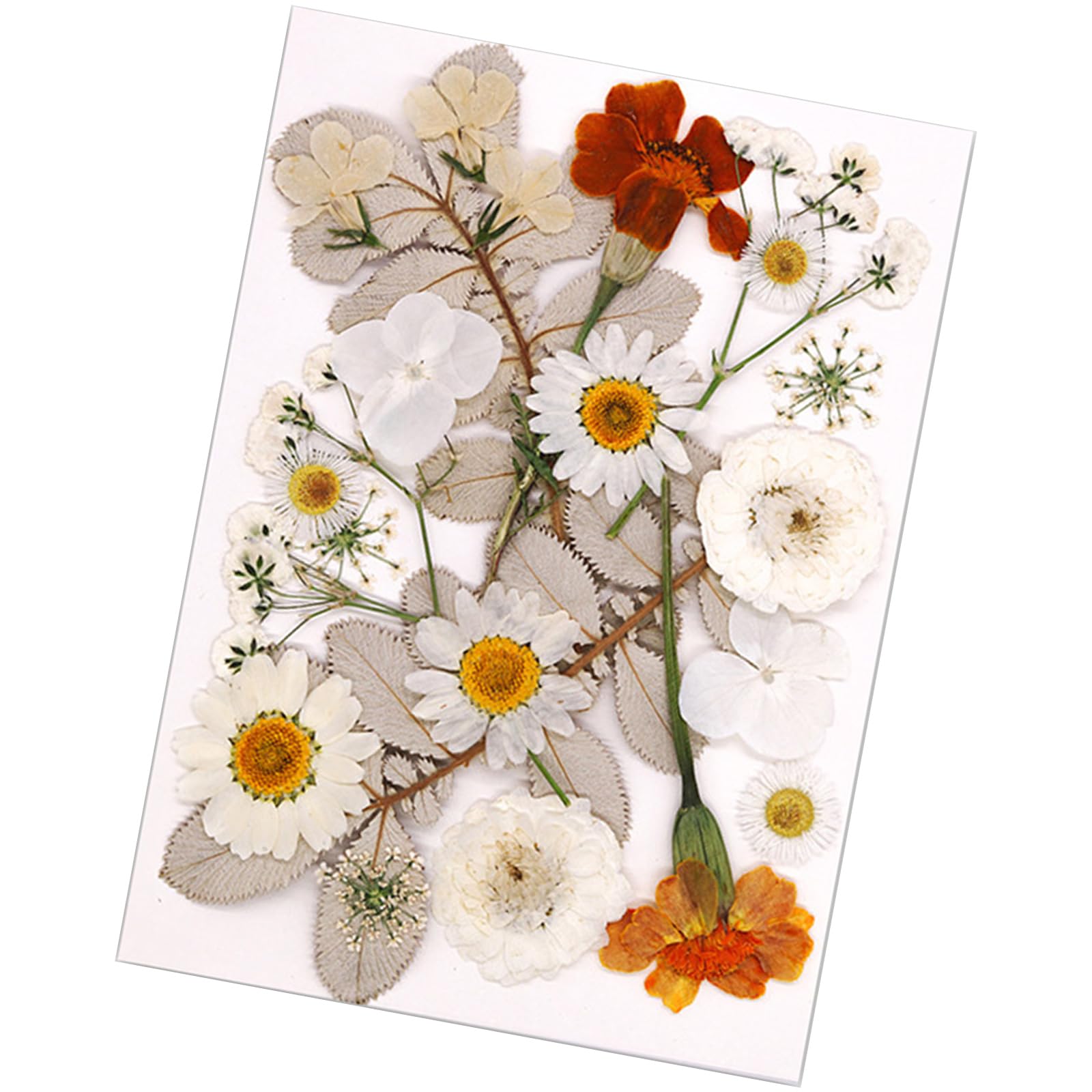 HZBB Pressed Dried Flower for Resin Molds Natural Pressed Dried Flower Leaves for Scrapbooking Soap Jewelry Making Series
