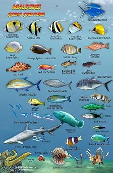Maldives Ocean Creatures Waterproof Fish Identification Card 4x6