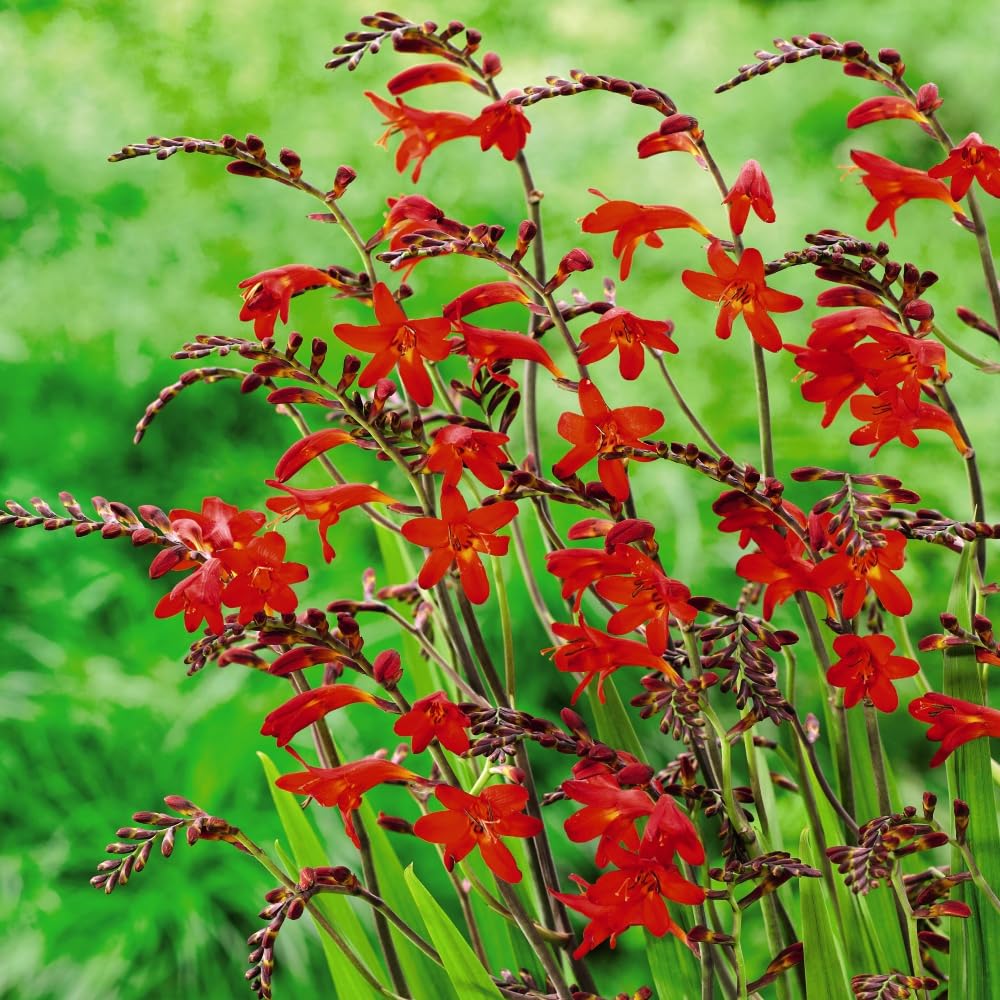 Crocosmia 'Emberglow' Vibrant Scarlet Flowers for Late Summer and Autumn Borders, Low Maintenance Perennial, 1X 3 Litre Pot by Thompson and Morgan