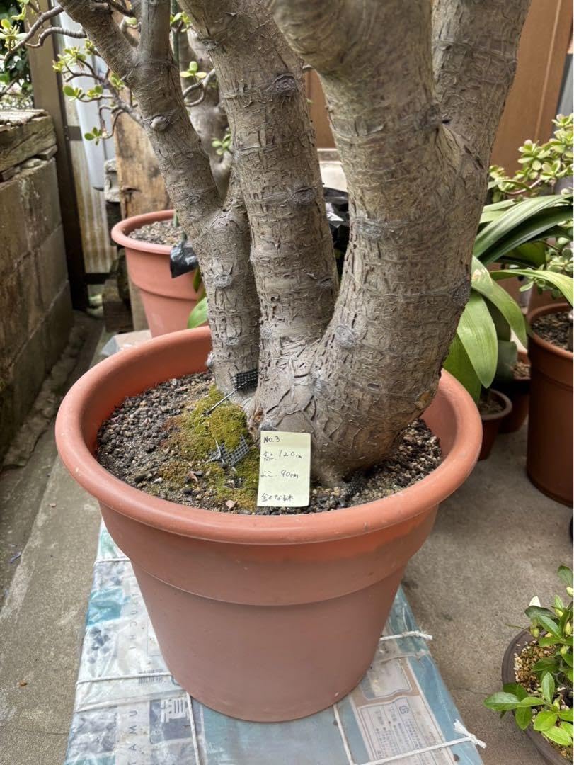 金のなる木 楽天市場】【店内全品2個同時購入10％OFFクーポン配布中