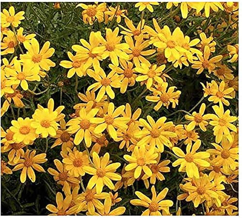 Oregon Sunshine Seeds - Semillas de Eriophyllum lanatum