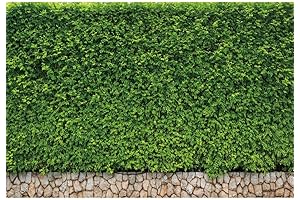 10x8ft Green Leaf Backdrops for Photography