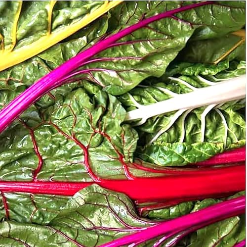 Rainbow Mix Acelga - Deliciosa y nutritiva - Aproximadamente 175 semillas