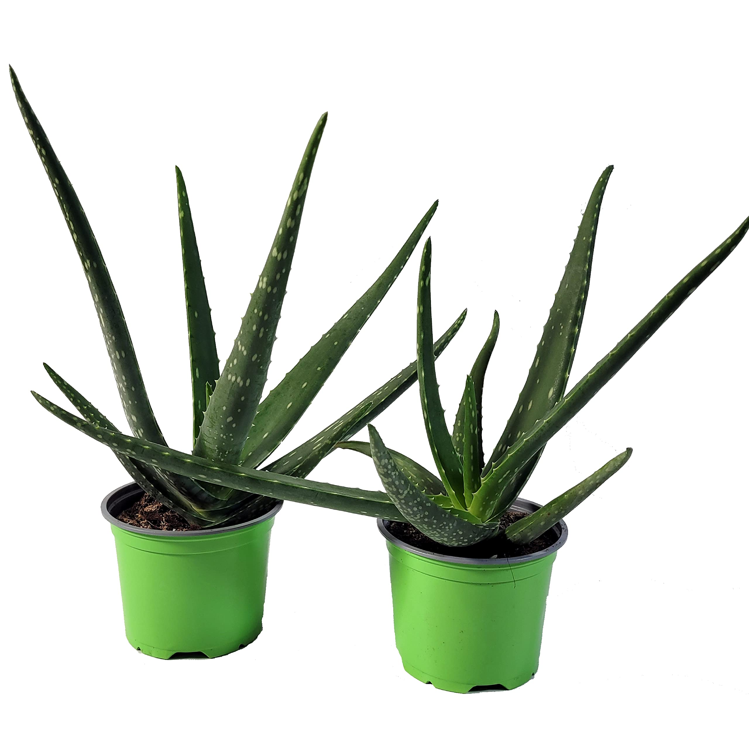 bogenhanf kaufen 100 cm Hydro Kingsize Sansevieria Zeylanica, 70-80cm – Green Me Up main image 1