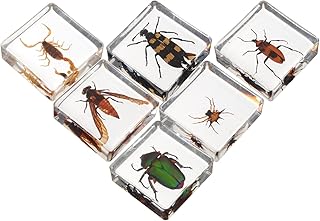 6pc in Resin Specimen Collection Paperweights Arachnid Resin Specimen Preserved in Resin Biology Scientific Toys