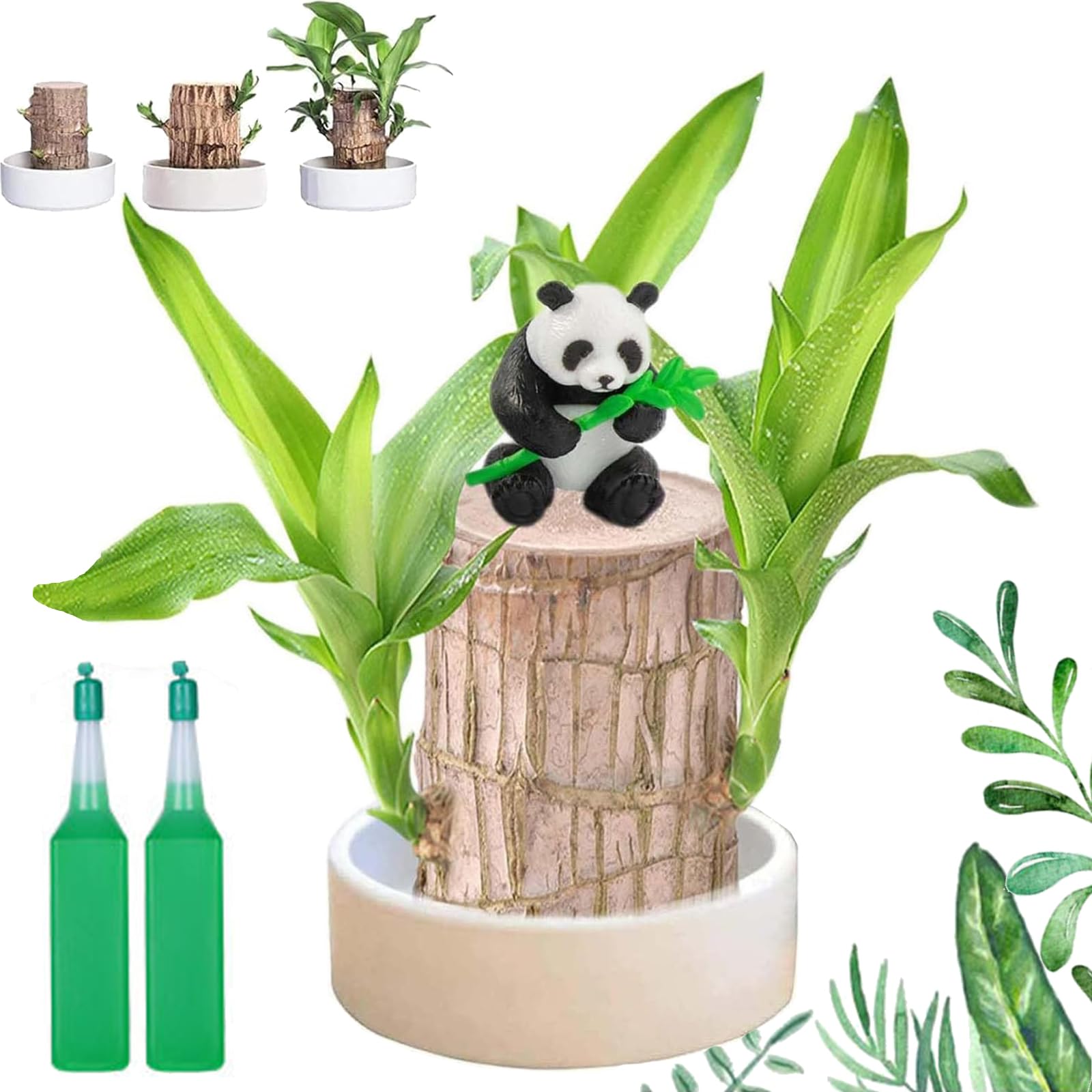 Mini arbre brésilien, plante en bois brésilien, plantes purifiantes d'air à l'intérieur, souche hydroponique en pot avec plateau en porcelaine/plastique, bambou porte-bonheur avec instructions