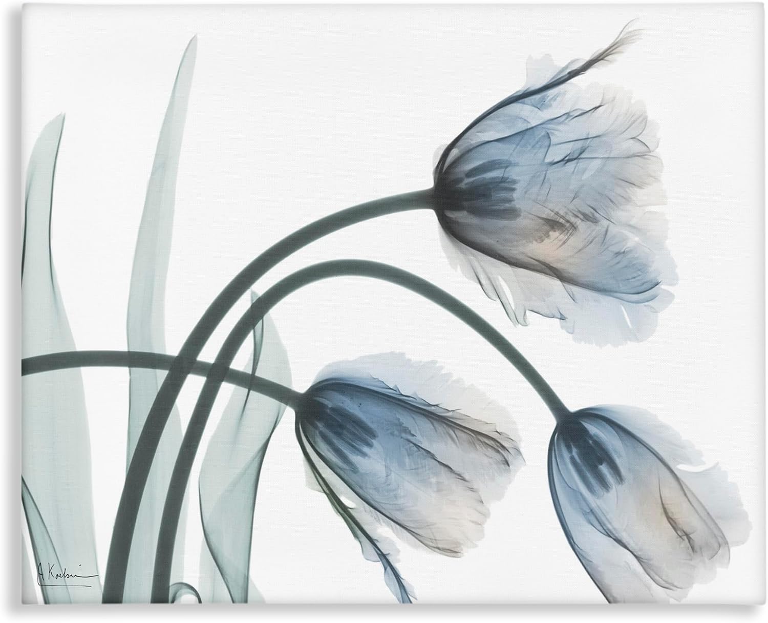 Stupell Industries Trendy Mod Tulips Canvas Wall Art, design by Albert Koetsier, 20 x 16