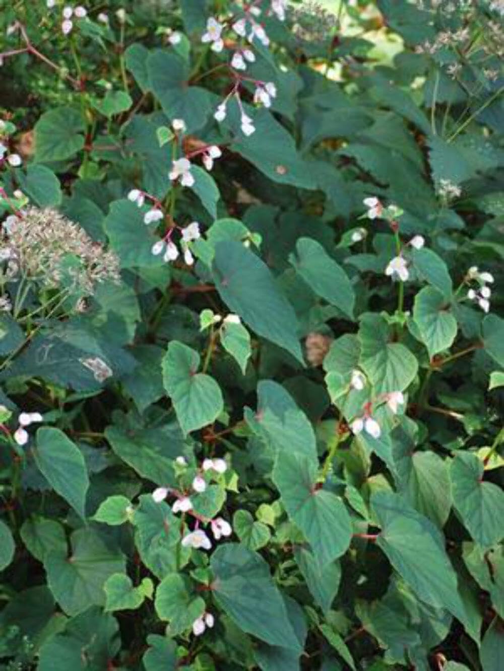 Begonia grandis Alba