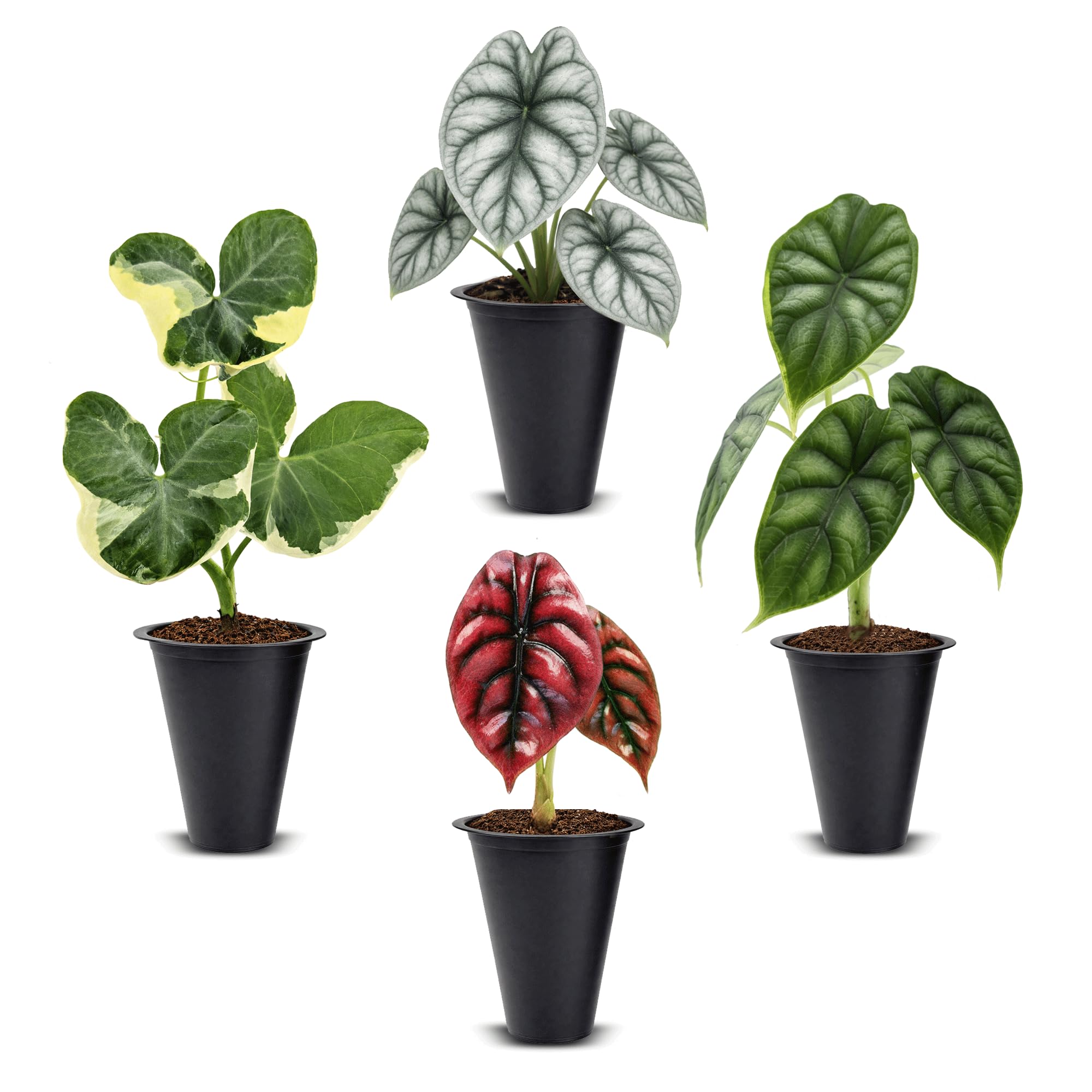 Fam Plants Alocasia Plant Collection (4 Pack)