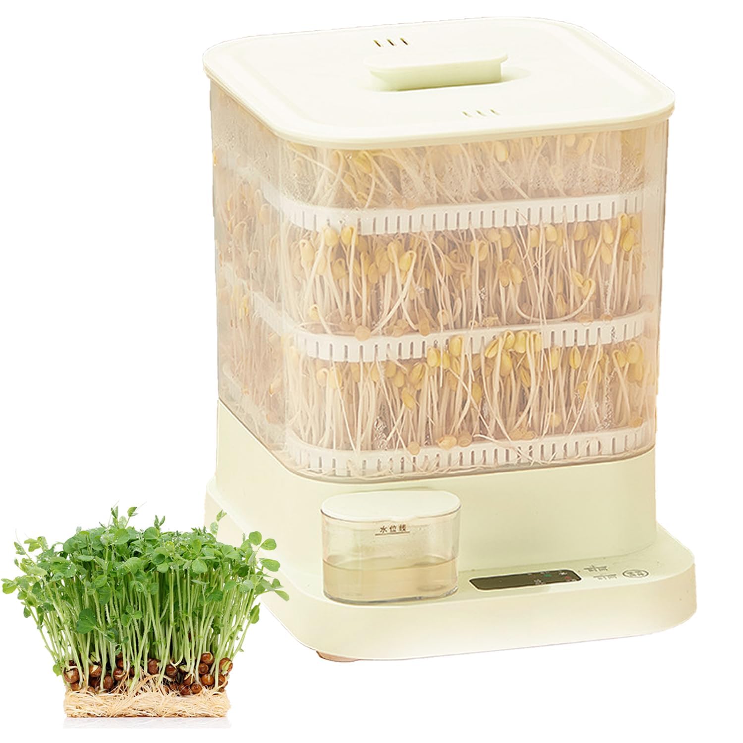 Machine germination haricots automatique pour éviter les pousses flétries