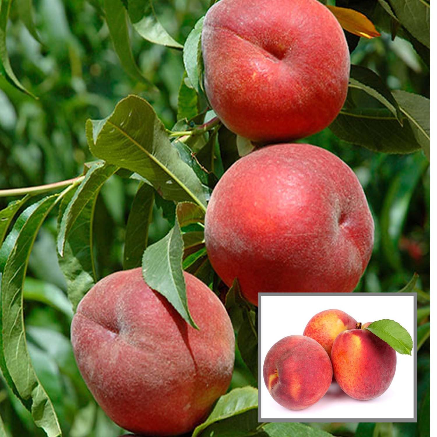 HAPING Floridaprince Peach Grafted Fruit Live Plant (2-3 Feet Height) (B0CYBX82X8) Amazon Price History, Amazon Price Tracker