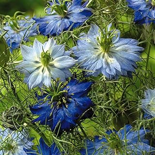 Nigella damascena 'Moody Blues' Love-in-A-Mist Hardy Annual Flowers Garden Plants Grow Your Own 1 x Seed Packet (200 Seeds) Nigella damascena 'Moody Blues' by Thompson and Morgan