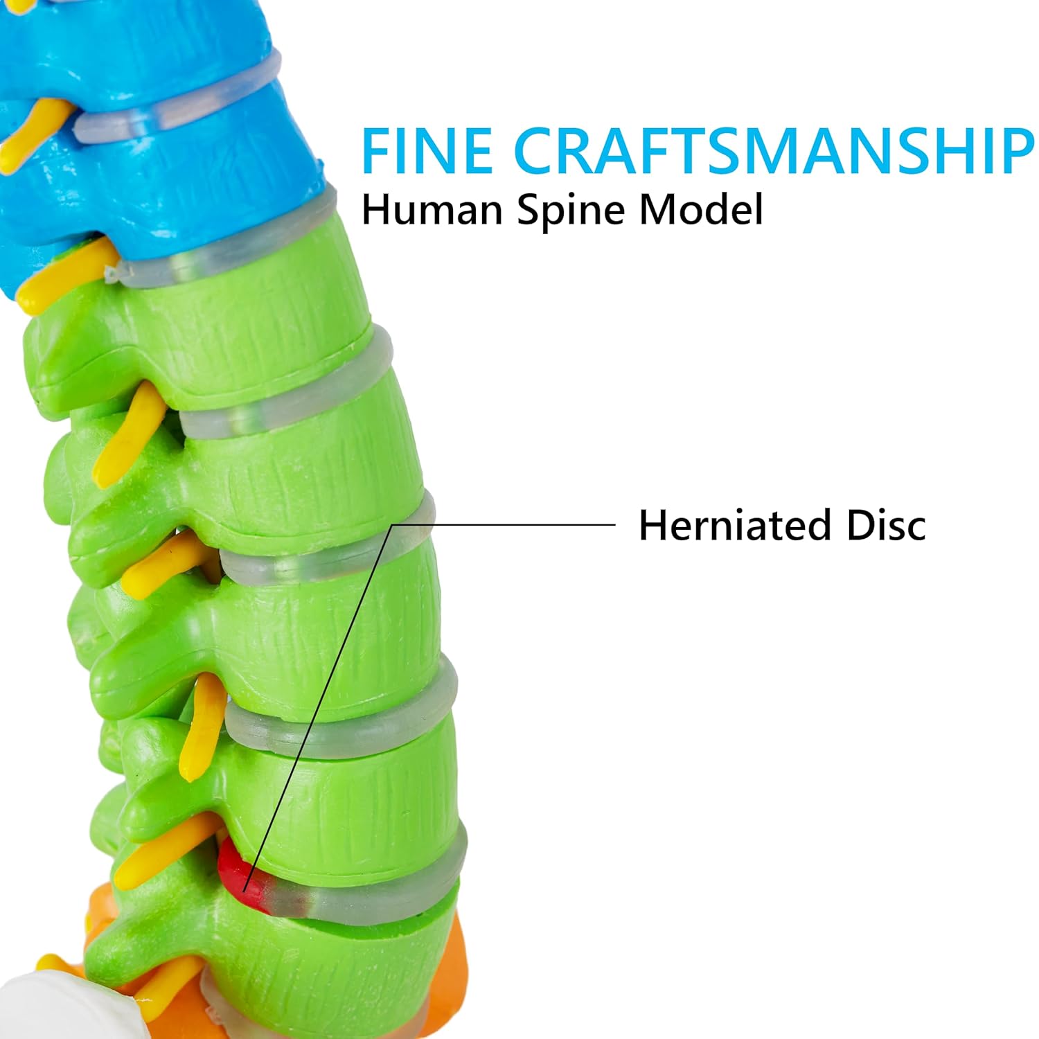 Mini Spine Anatomy Model - 15.5’’ Flexible Miniature Human Color Spine Model with All Nerves for Medical Learning - Vertebra Spine Model for Instruction Teaching, Study and Display