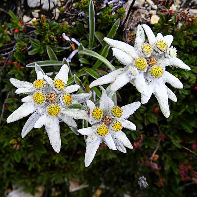 Amazon.co.uk edelweiss plants