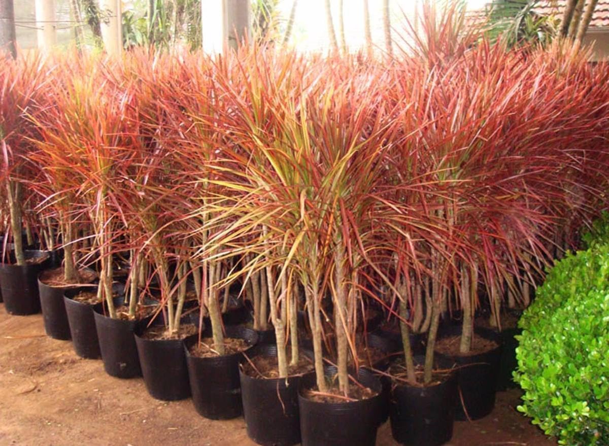 Large Red Spider Plant Live (Pack of 1) | Chlorophytum Indoor Hanging Plant | Low Maintenance Air Purifier for Home Décor-image-23
