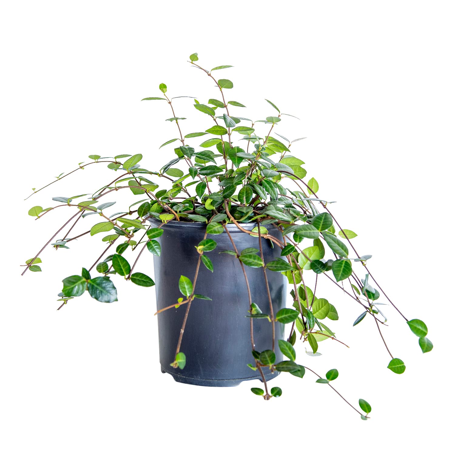 Amazon.com : Asiatic Jasmine (2.5 Quart) Minima Live Real Plant