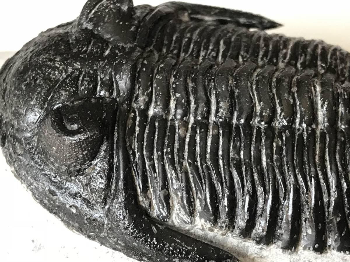 Amazon | 古生代デボン紀の三葉虫「ホラルドプス」化石 | 化石・発掘