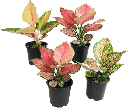 Surtido de plantas vivas de hoja perenne china, 4 unidades, plantas vivas Aglaonema de 4 pulgadas, plantas de oficina, plantas de interior vivas