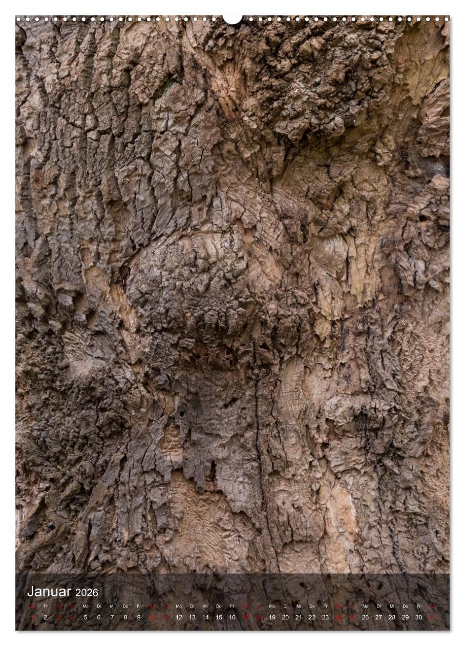 BÄUME DER ERDE - DIE FANTASTISCHE WELT DER RINDE (hochwertiger Premium Wandkalender 2026 DIN A2 hoch), Kunstdruck in Hochglanz: Nahaufnahmen der ... und Formen ihrer Rinden. (CALVENDO Natur)