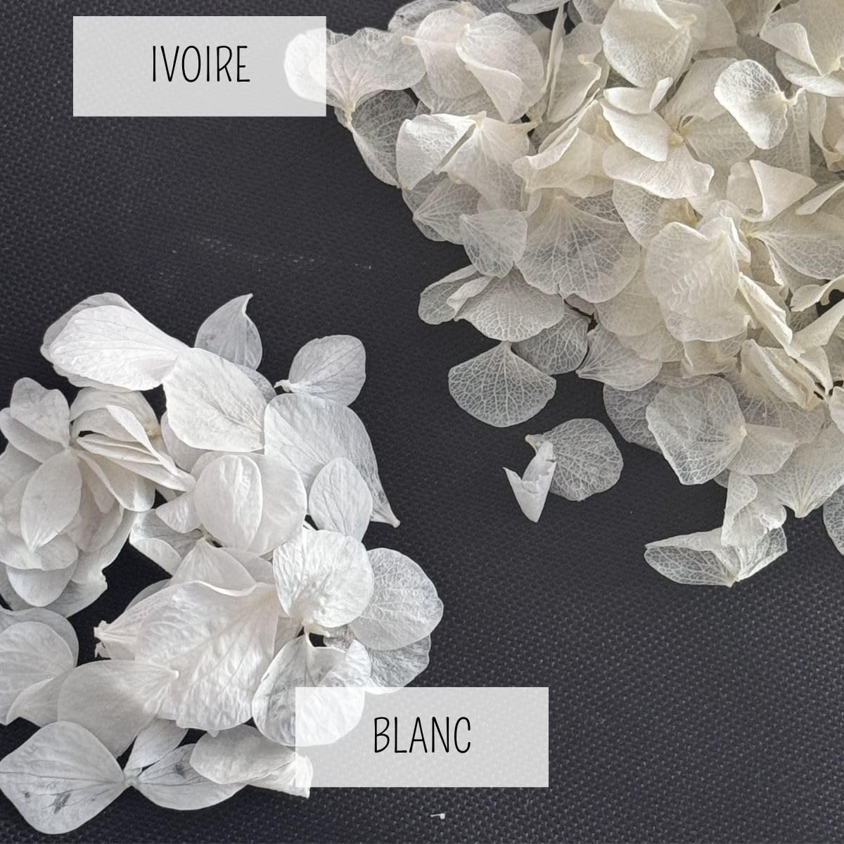 Vrai Pétales d'Hortensia Séchés Blanc - Confettis de Mariage Biodégradables Naturels Fleurs séchées blanches pour Lancer de Pétales et Décoration Bohème Champêtre - 1L France (Blanc)