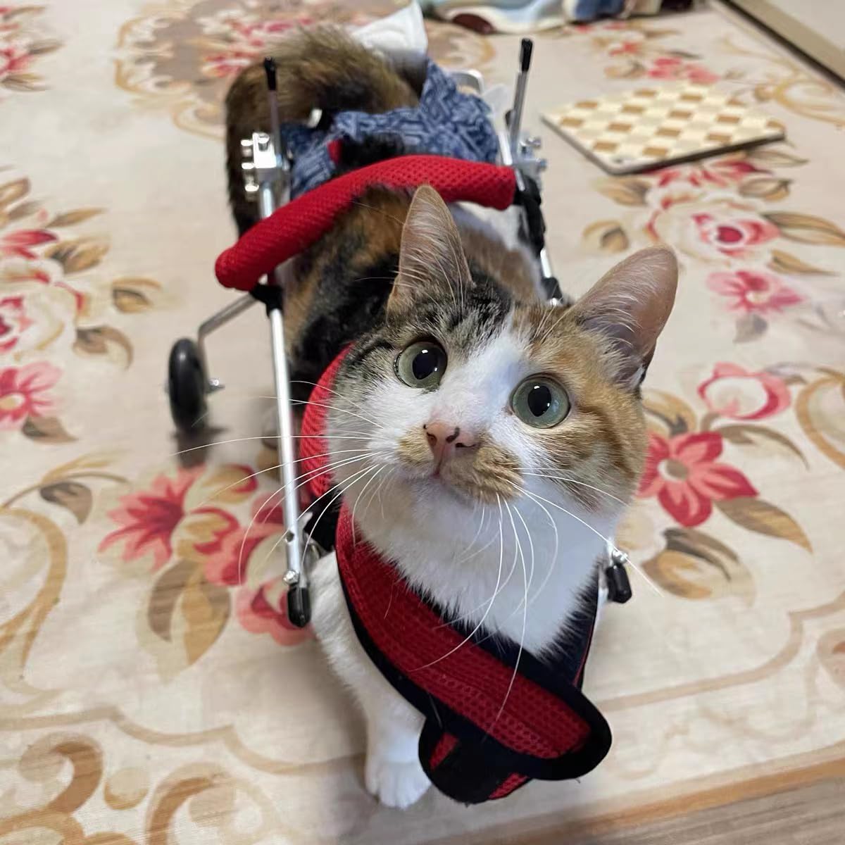 Katzenrollstuhl, neuer verbesserter Haustier-Rollstuhl, abnehmbares Geschirr-Design, leichter Katzenrollstuhl für Hinterbeine von Hunden, Katzen, Kaninchen (M)