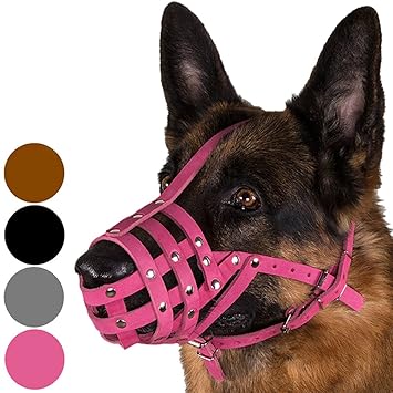 german shepherd grey muzzle