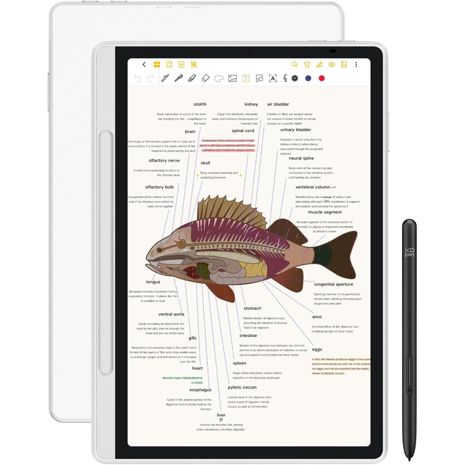 XPPen Magic Note Pad, 10,95 Zoll Paper Tablett mit 16k Eingabestift, Digitales Notiz-Tablet mit DREI Farbmodi, 128GB Notepad