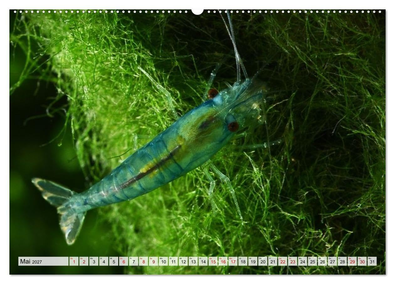 Dwarf Shrimps - Zwerggarnelen (Wandkalender 2027 DIN A2 quer), CALVENDO Monatskalender: Kleine Garnelen in Zucht- und Wildform (CALVENDO Tiere)