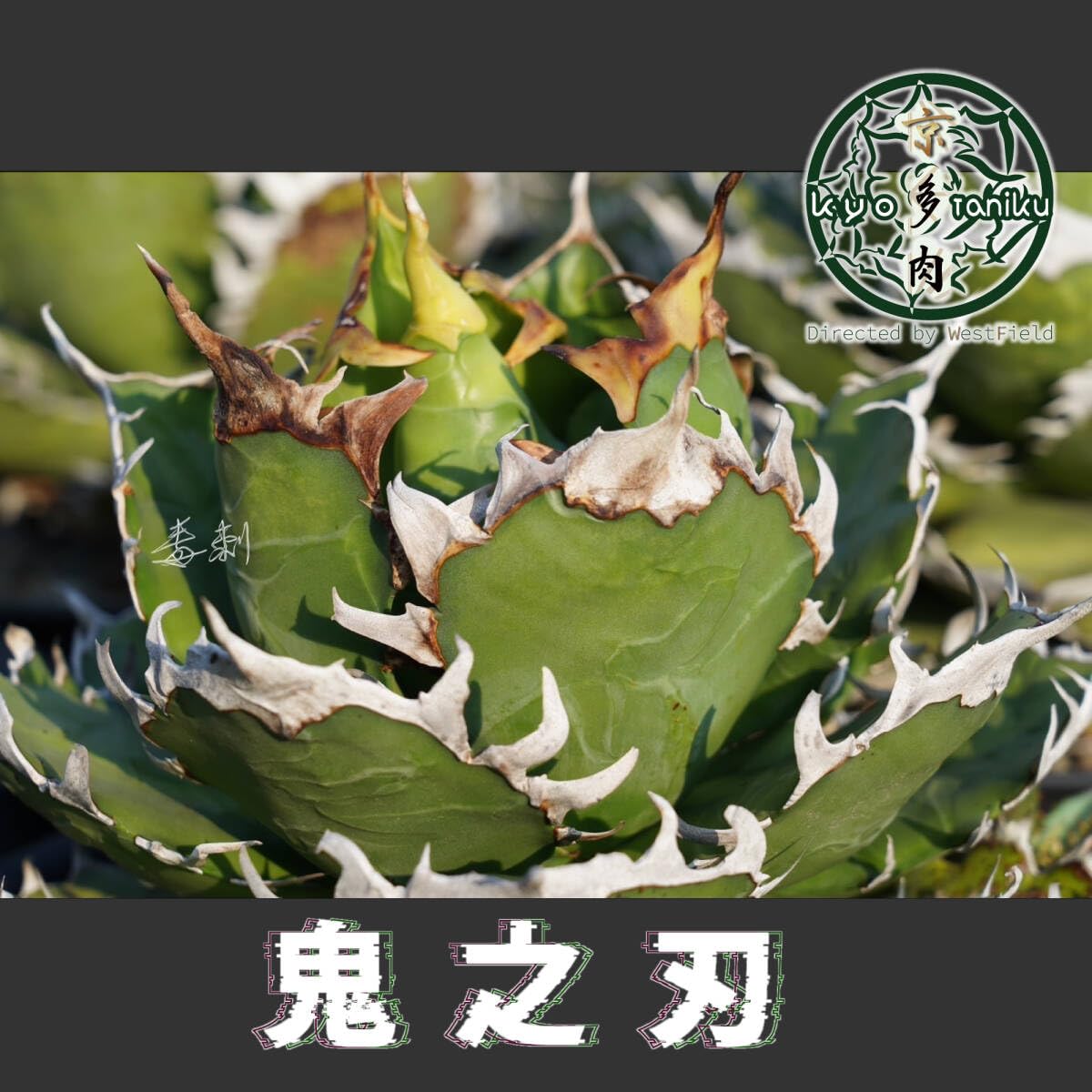 Amazon.co.jp: アガベ 鬼之刃 agave titanota チタノタ 発根済み 配送