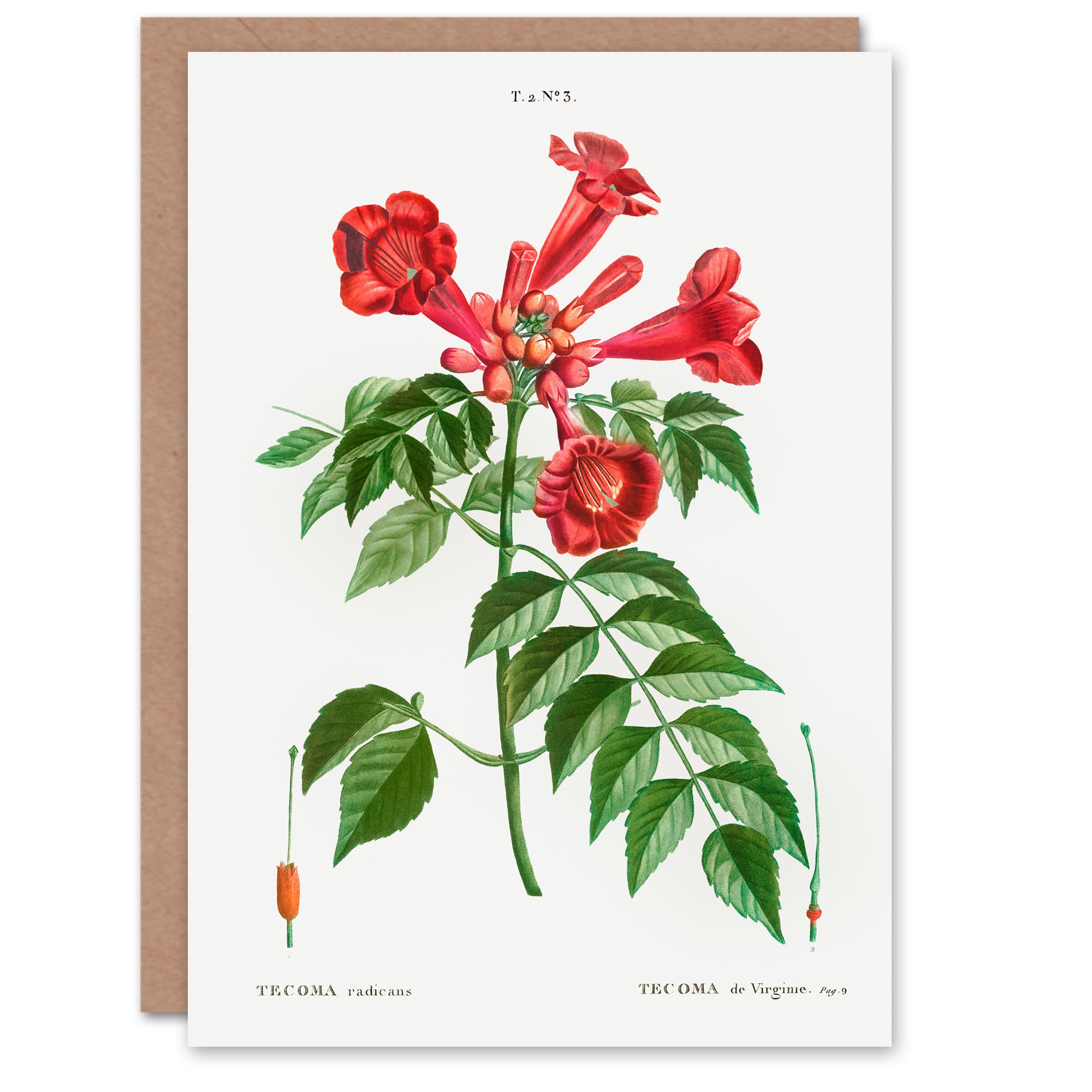 Artery8 Pierre-Joseph Redouté Art Card Trumpet Vine Flowers