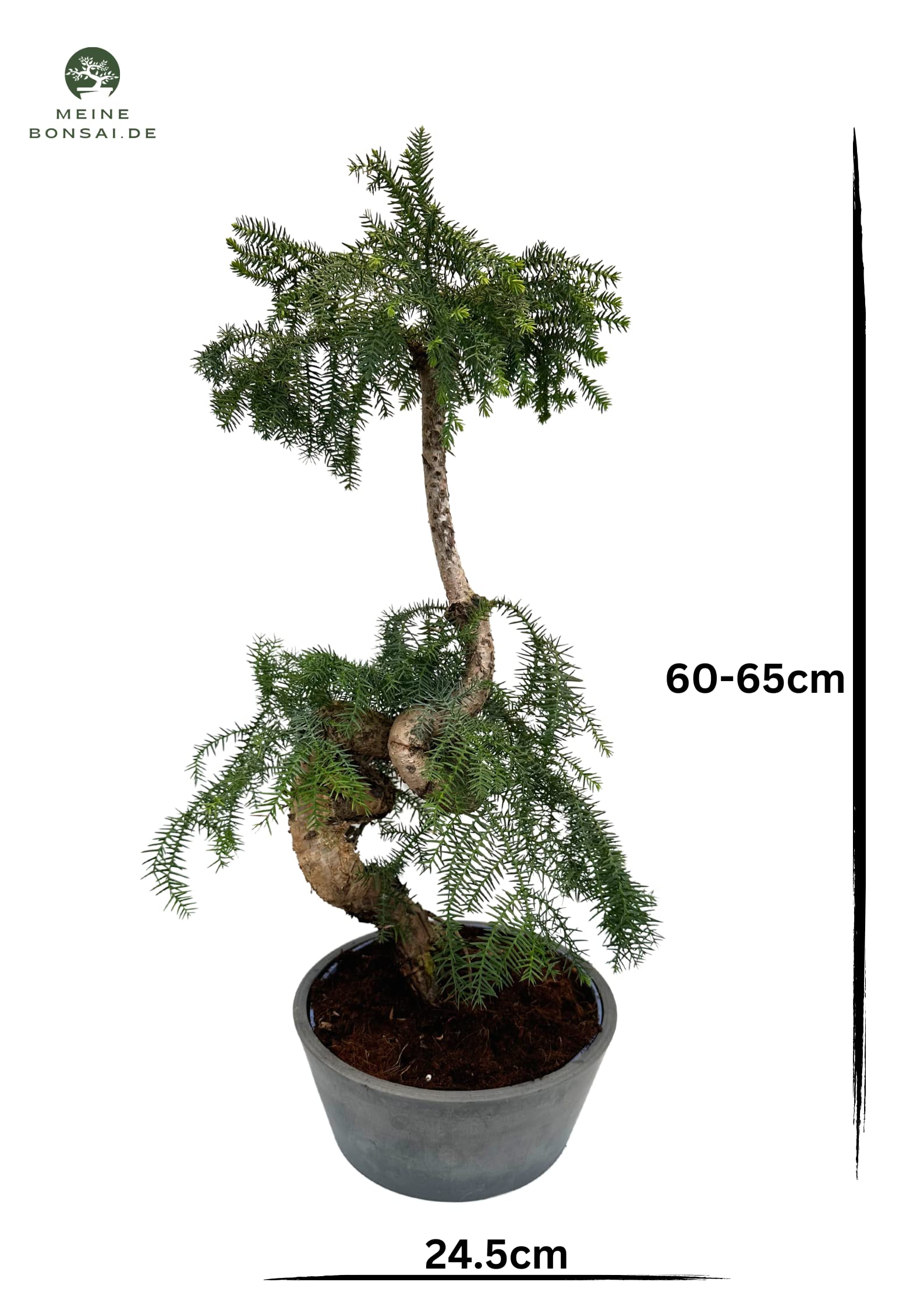 Zimmerpflanze Araucaria Cunninghsmii P25 Bonsai