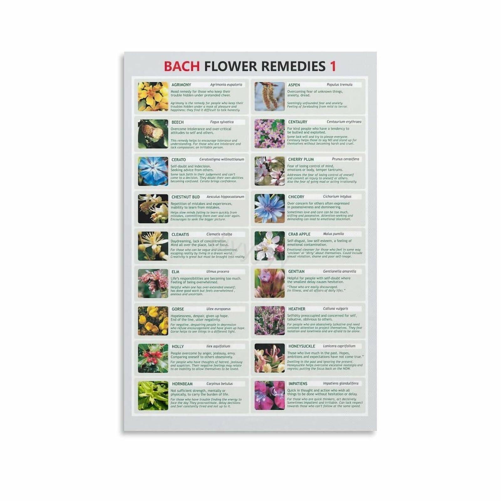 SSOPTMCB Alternative Medicine Guide Flower Essences and Remedies Chart Properties Reference for Holistic Health Decor(Framed,16x24inch(40x60cm))