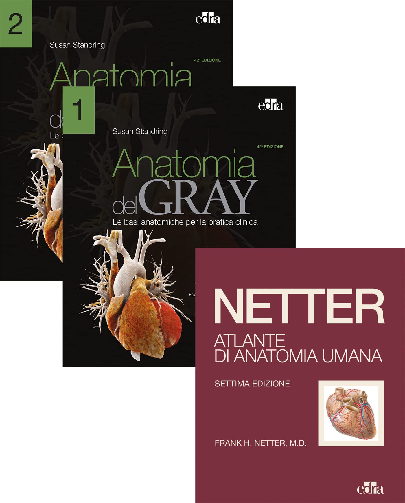 Netter Gray. L'anatomia: Anatomia del Gray-​Atlante di anatomia umana di Netter