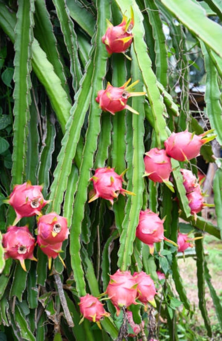 DRAGON FRUIT PLANT live Red Flesh Dragon plant (plant Height 8-9 cm, pack of 2 Dragon Fruit plant) AB Enterprises (B0CGZNY5ZM) Amazon Price History, Amazon Price Tracker