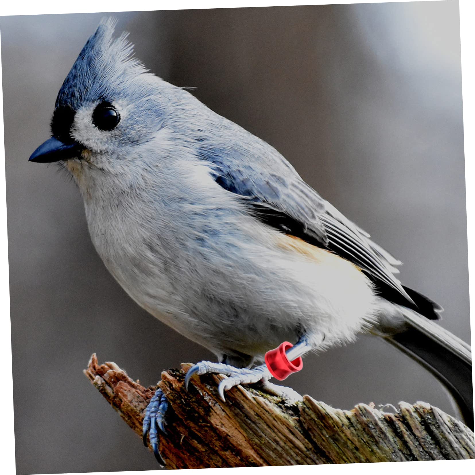 Angoily 100pièces Anneaux De Pied Colorés pour Pigeons Identification Facile des Oiseaux Accessoires pour Volaille Réutilisables Et Pratiques