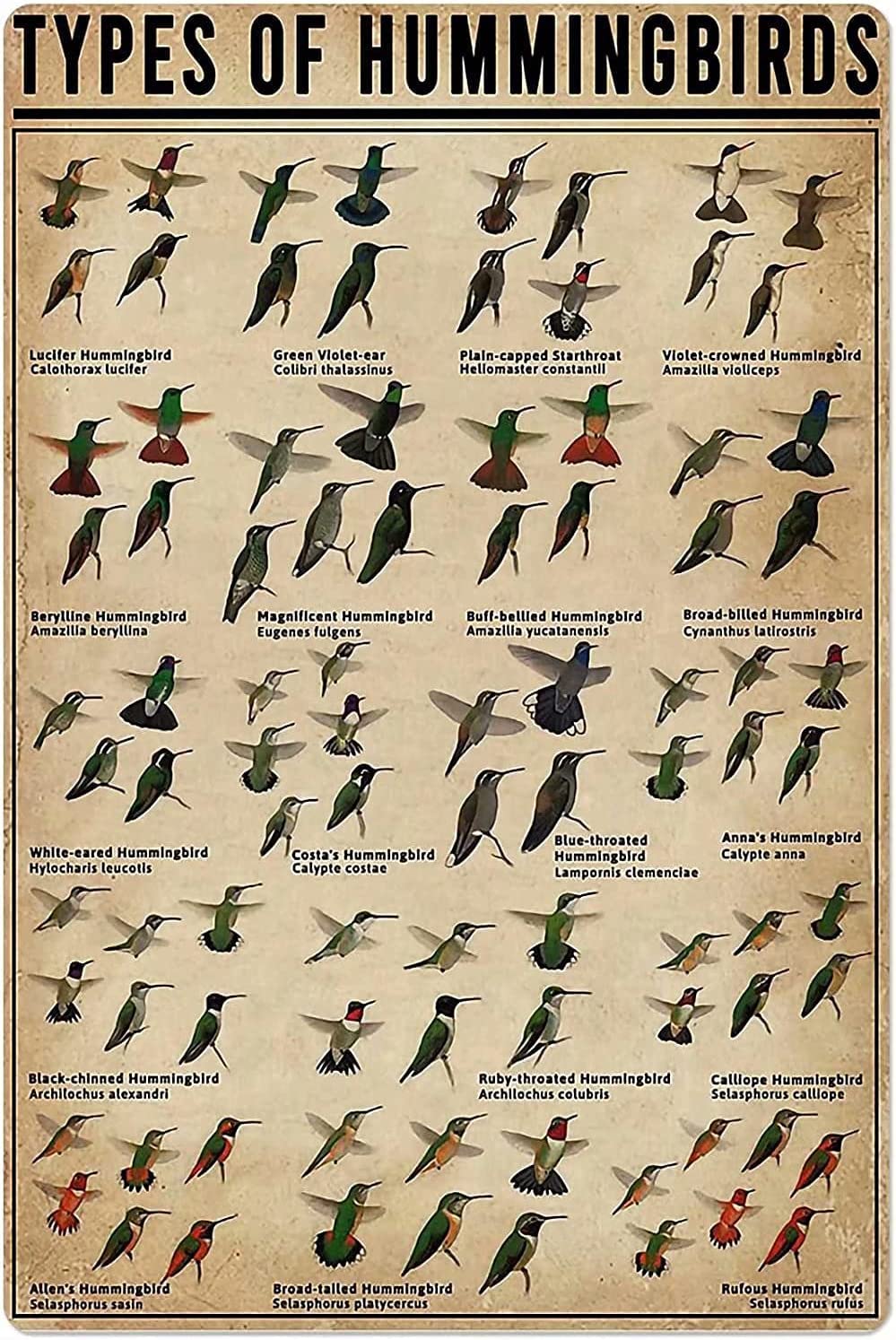 Haosensix Hummingbirds Knowledge Metal Tin Sign Type Of Hummingbirds Wall Decor Retro Printing Poster School Museum Cafe Bar Bedroom Bathroom Kitchen Home Poster Painting 8x12 Inch