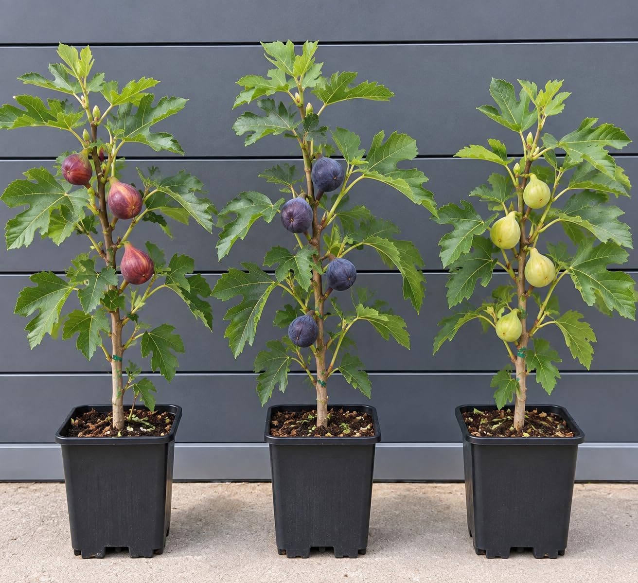 3er Paket Feigenbaum rot/blau/weiße Frucht winterharte Pflanzen 20-40cm Ficus
